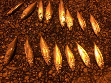 マジアジサビキ