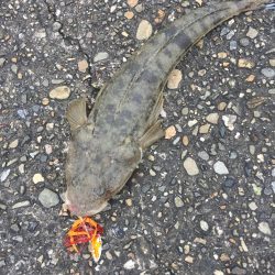 ショアラバ マゴチ