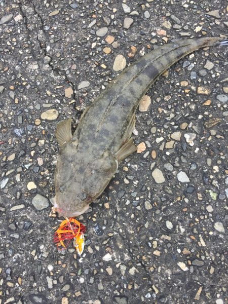 ショアラバ マゴチ