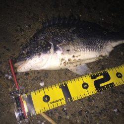 キビレ調査No、11