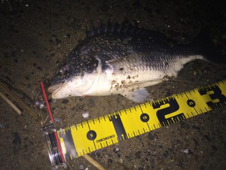 キビレ調査No、11