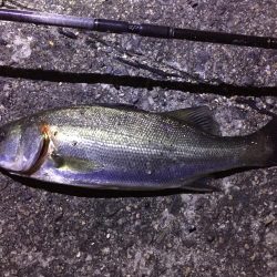 えっ、通常バチパターンでシーバス3本。