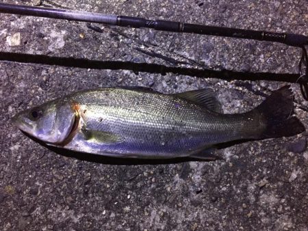 えっ、通常バチパターンでシーバス3本。