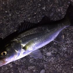 ドブ河川のバチパターンで5発。