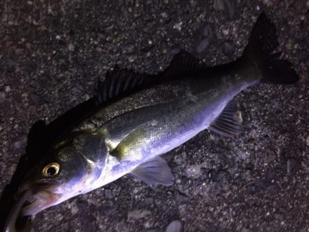 ドブ河川のバチパターンで5発。