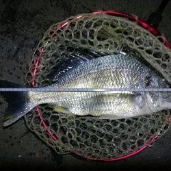 南港フェリーヘチ釣行 (好調キビレチヌ(44.5cm他)ガシラ3匹釣果)