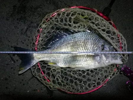 南港フェリーヘチ釣行 (好調キビレチヌ(44.5cm他)ガシラ3匹釣果)