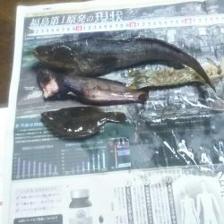 カレイ狙いが……