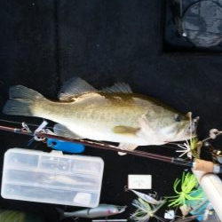 シャローアラバマ