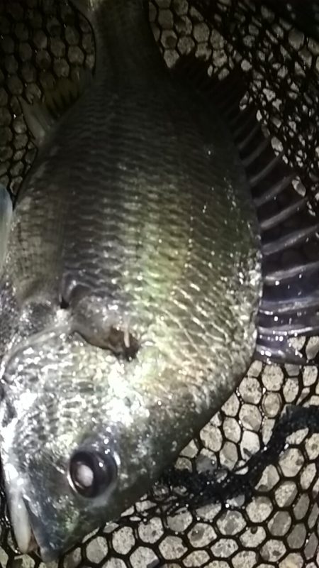 尺アジ出てこいやぁー！