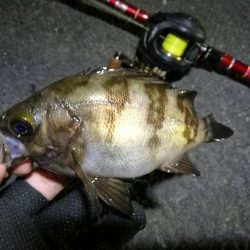 南港カモメ大橋釣行 (なんとか36cmキビレチヌ釣果他有り)