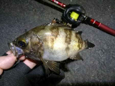 南港カモメ大橋釣行 (なんとか36cmキビレチヌ釣果他有り)