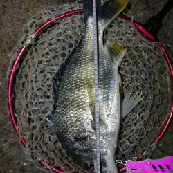 南港カモメ大橋ヘチ釣行 (キビレ42cm釣果有り他)