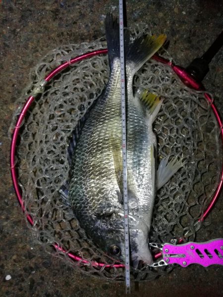 南港カモメ大橋ヘチ釣行 （キビレ42cm釣…