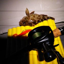 ハードロックフィッシュ！