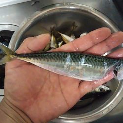 岸和田一文字 北の沖