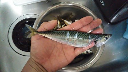 岸和田一文字 北の沖