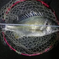 南港フェリーヘチ釣行 (雨天前キビレチヌ(39と37cm)ガシラ3匹釣果)