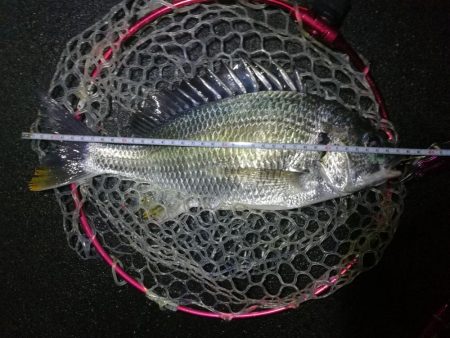 南港フェリーヘチ釣行 (雨天前キビレチヌ(39と37cm)ガシラ3匹釣果)