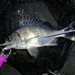 南港カモメ大橋ヘチ釣行 (キビレ32cm,31cm,25cmUP 釣果)