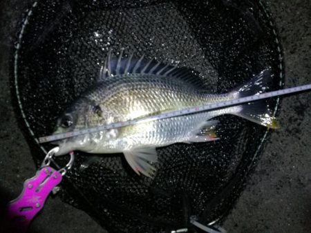 南港カモメ大橋ヘチ釣行 （キビレ32cm,…