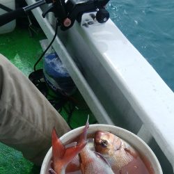 第二美丸　マダイ完全ふかせ