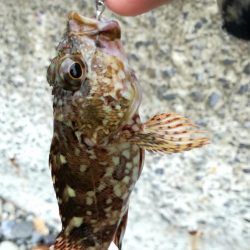 遠征なのにボロボロ貧果