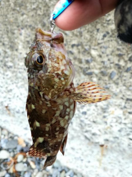 遠征なのにボロボロ貧果