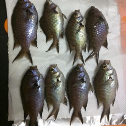 スズメダイ、メバル