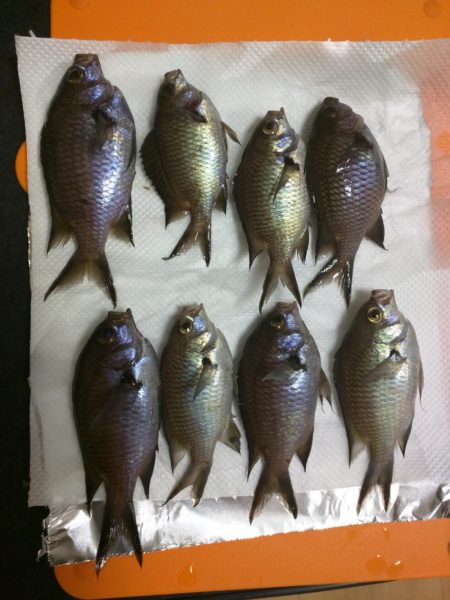 スズメダイ、メバル