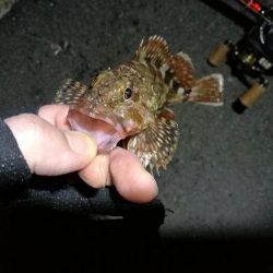 南港フェリーでヘチ釣行 （台風後のキビレチヌ3匹,ガシラ７匹釣果）