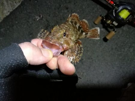 南港フェリーでヘチ釣行 （台風後のキビレチヌ3匹,ガシラ７匹釣果）