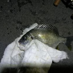 南港フェリーでヘチ釣行 （なんとかキビレチヌ（36.5cm他）ガシラ頭20ｃｍ5匹釣果）