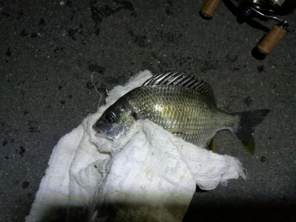 南港フェリーでヘチ釣行 （なんとかキビレチヌ（36.5cm他）ガシラ頭20ｃｍ5匹釣果）