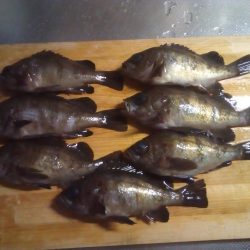 加太で小さな梅雨メバル7匹