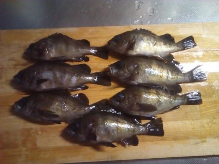 加太で小さな梅雨メバル7匹