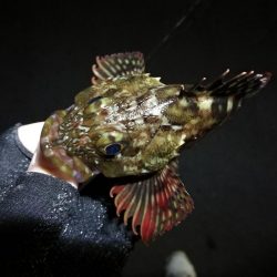 南港フェリーでヘチ釣行 （キビレチヌ（36cm他）小ガシラ釣果）