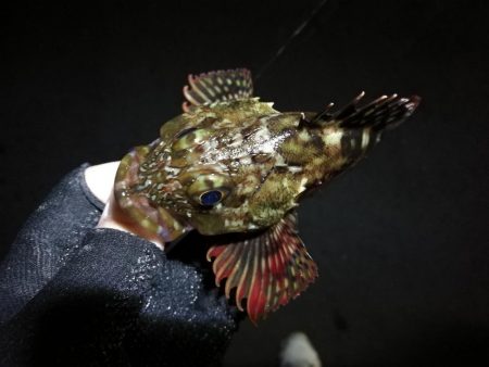 南港フェリーでヘチ釣行 （キビレチヌ（36cm他）小ガシラ釣果）