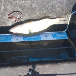 シャローアラバマ