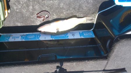 シャローアラバマ