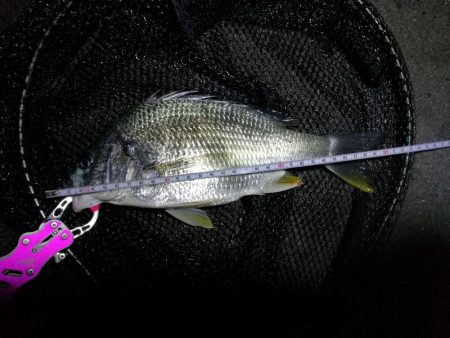 南港カモメ大橋のヘチ釣行 (久々の40upキビレ41cm釣果他)