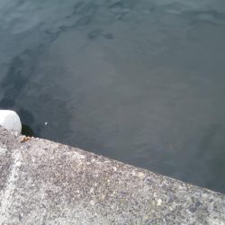 2日連続　落とし込みでチヌ！