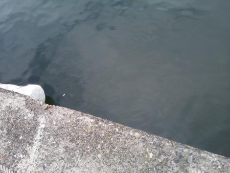 2日連続　落とし込みでチヌ！