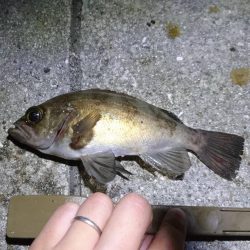 夕方メバリング