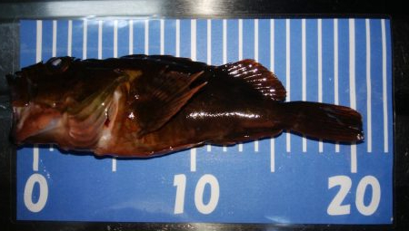 エギングとメバリング