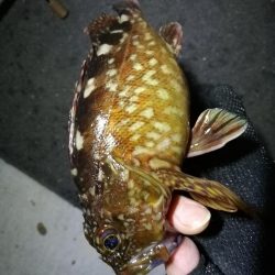 南港カモメ大橋のヘチ釣行 (キビレ38cm他釣果有りマス)