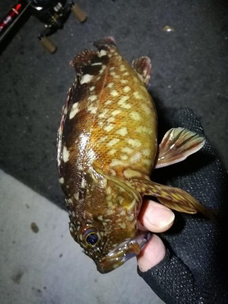 南港カモメ大橋のヘチ釣行 (キビレ38cm他釣果有りマス)