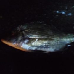 どしゃぶりの中，落とし込みでチヌを短時間で２匹