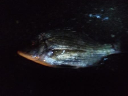 どしゃぶりの中，落とし込みでチヌを短時間で２匹