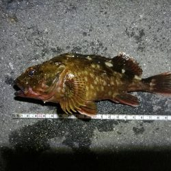 雨天後の南港カモメ大橋のヘチ釣行 （キビレ34cm他釣果ギリギリ有りマスｗ）